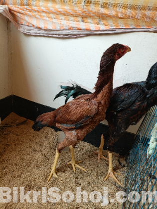 আঁচিল মুরগী ও মোরগ/ ফাইটার